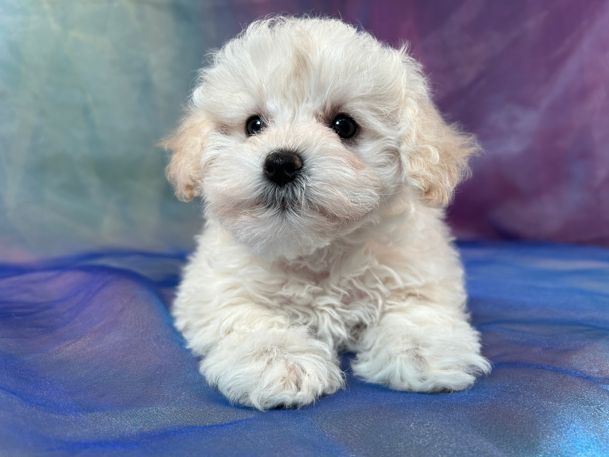 White F1b Schnoodle Pup for Sale in Iowa $700 DOB 1-3-2024